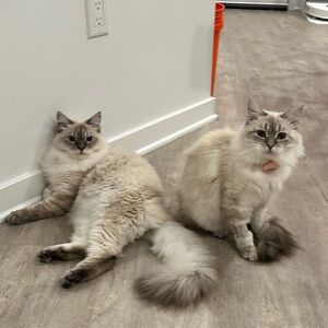 Meet your Posher, Gan